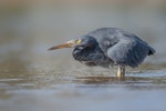 Reef heron | Matuku moana. Adult hunting in the shallows. Paihia, June 2020. Image © Tony Whitehead by Tony Whitehead.