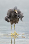 Reef heron | Matuku moana. Adult shaking water from feathers. Kaikoura, December 2011. Image © Craig McKenzie by Craig McKenzie.