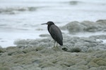 Reef heron | Matuku moana. Adult resting on rocks. Kaikoura, February 2007. Image © David Boyle by David Boyle.