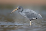 Reef heron | Matuku moana. Adult with captured fish. Paihia, June 2020. Image © Tony Whitehead by Tony Whitehead.