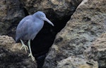 Reef heron | Matuku moana. Juvenile standing on rocks. Westshore, Napier, November 2016. Image © Adam Clarke by Adam Clarke.