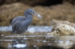 Reef heron | Matuku moana. Juvenile with small fish. Westshore, Napier, November 2016. Image © Adam Clarke by Adam Clarke.