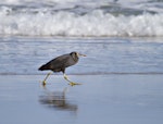 Reef heron | Matuku moana. Walking along beach. Spirits Bay, Far North, April 2012. Image © Raewyn Adams by Raewyn Adams.