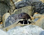 Reef heron | Matuku moana. Adult foraging. Kaikoura coast, September 2011. Image © Joke Baars by Joke Baars.