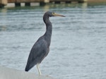 Reef heron | Matuku moana. Adult. Tauranga, March 2015. Image © Jacqui Geux by Jacqui Geux.