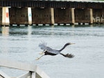 Reef heron | Matuku moana. In flight. Tauranga, March 2015. Image © Jacqui Geux by Jacqui Geux.