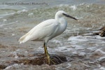 Reef heron | Matuku moana. Adult white morph. Fraser Island, Queensland, August 2005. Image © Simon Fordham by Simon Fordham.