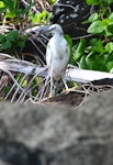 Reef heron | Matuku moana. Adult intermediate morph. Rarotonga, October 2011. Image © Craig Steed by Craig Steed.