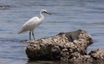 Reef heron | Matuku moana. White morph. Kadavu Island, Fiji, October 2013. Image © Craig Steed by Craig Steed.