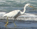 Reef heron | Matuku moana. Adult white morph. Majuro, Marshall Islands, January 2009. Image © Glenn McKinlay by Glenn McKinlay.