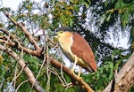 Nankeen night heron | Umu kōtuku. Adult sunning itself outside roost. Kauarapaoa Stream, Whanganui River, April 2009. Image © Peter Frost by Peter Frost.