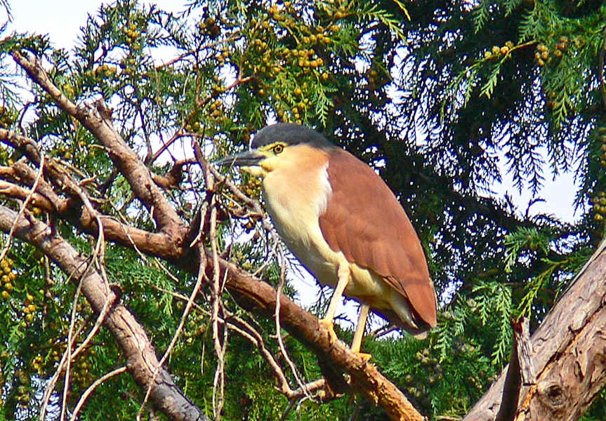 Nankeen night heron | Umu kōtuku. Adult sunning itself outside roost. Kauarapaoa Stream, Whanganui River, April 2009. Image © Peter Frost by Peter Frost.