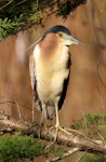 Nankeen night heron | Umu kōtuku. Adult. Wanganui, July 2013. Image © Ormond Torr by Ormond Torr.