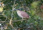 Nankeen night heron | Umu kōtuku. Adult. Port Stephens, New South Wales, Australia, January 2014. Image © Brook Whylie by Brook Whylie.