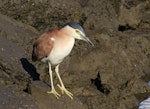 Nankeen night heron | Umu kōtuku. Adult non-breeding. North Haven, near Adelaide, May 2015. Image © John Fennell by John Fennell.