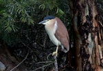 Nankeen night heron | Umu kōtuku. Adult breeding. Laratinga Wetlands, South Australia, September 2015. Image © John Fennell by John Fennell.