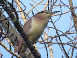 Nankeen night heron | Umu kōtuku. Adult. Kemp's Pole, Whanganui River, July 2017. Image © Bob Rigter by Bob Rigter.