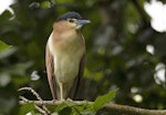 Nankeen night heron | Umu kōtuku. Adult. Upokongaro, Whanganui, March 2023. Image © Paul Gibson by Paul Gibson.