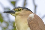 Nankeen night heron | Umu kōtuku. Adult. Upokongaro, Whanganui, March 2023. Image © Paul Gibson by Paul Gibson.