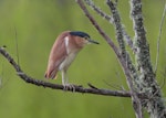 Nankeen night heron | Umu kōtuku. Adult. Upokongaro, Whanganui, September 2020. Image © Paul Gibson by Paul Gibson.