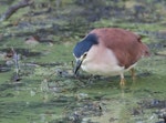 Nankeen night heron | Umu kōtuku. Adult hunting. Melbourne, Victoria, Australia, March 2009. Image © Sonja Ross by Sonja Ross.