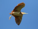 Nankeen night heron | Umu kōtuku. Adult in flight. Tauwitcherie, Murray River Mouth, South Australia, April 2015. Image © John Fennell by John Fennell.