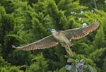 Nankeen night heron | Umu kōtuku. Adult flying from nest. Upokongaro, Whanganui, February 2023. Image © Paul Gibson by Paul Gibson.