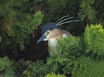 Nankeen night heron | Umu kōtuku. Adult perched near nest. Upokongaro, Whanganui, February 2023. Image © Paul Gibson by Paul Gibson.