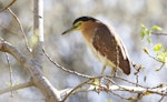 Nankeen night heron | Umu kōtuku. Subadult. Upokongaro, Whanganui, September 2020. Image © Paul Gibson by Paul Gibson.