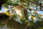 Nankeen night heron | Umu kōtuku. Adult. Wanganui, June 2012. Image © Duncan Watson by Duncan Watson.