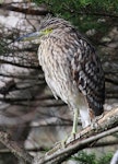 Nankeen night heron | Umu kōtuku. Juvenile. Wanganui, July 2013. Image © Ormond Torr by Ormond Torr.