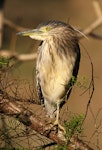 Nankeen night heron | Umu kōtuku. Immature. Wanganui, July 2012. Image © Ormond Torr by Ormond Torr.