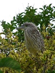 Nankeen night heron | Umu kōtuku. Recently fledged juvenile (note natal down on the head). Pitangi Stream, Whanganui River, March 2013. Image © Julie Thurlow by Julie Thurlow.