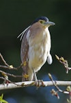 Nankeen night heron | Umu kōtuku. Subadult. Upokongaro, Whanganui, September 2020. Image © Paul Gibson by Paul Gibson.