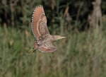 Nankeen night heron | Umu kōtuku. Juvenile in flight. Braeside Wetland, Victoria, March 2017. Image © Glenn Pure 2017 birdlifephotography.org.au by Glenn Pure.