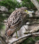 Nankeen night heron | Umu kōtuku. Juvenile,dorsal view. Wanganui, July 2013. Image © Ormond Torr by Ormond Torr.