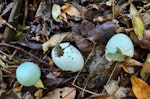 Nankeen night heron | Umu kōtuku. Hatched egg shells found under a nest. Upokongaro, Whanganui, February 2023. Image © Paul Gibson by Paul Gibson.