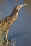 Australasian bittern | Matuku-hūrepo. Adult. Foxton Beach, April 2017. Image © imogenwarrenphotography.net by Imogen Warren.