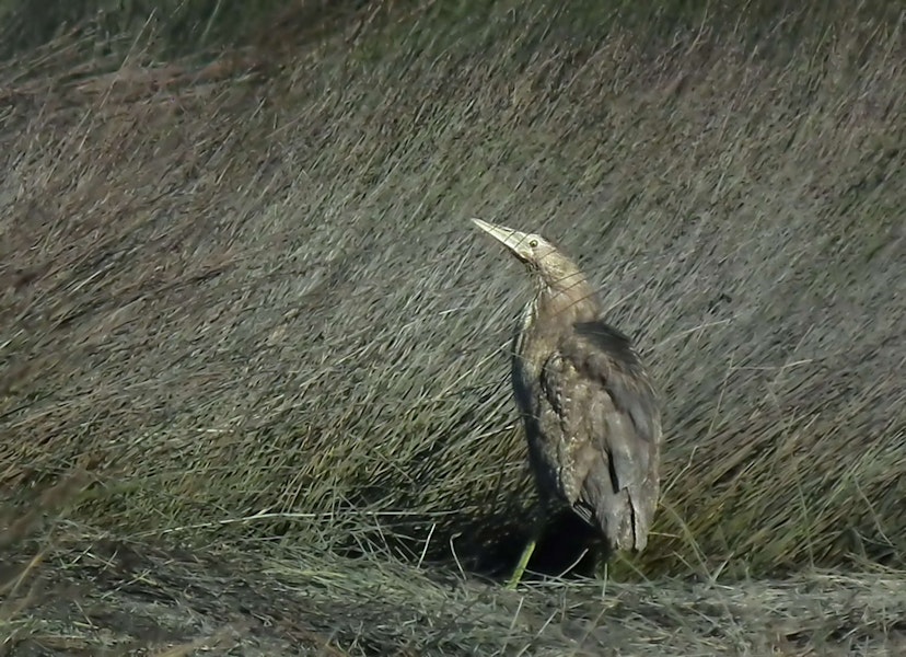 Australasian bittern | Matuku-hūrepo. Adult. Bexley Wetlands, Christchurch, July 2012. Image © Grahame Bell by Grahame Bell.