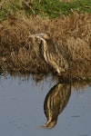 Australasian bittern | Matuku-hūrepo. Adult standing in farm pond. Whenuakite, Coromandel, January 2015. Image © Noel Knight by Noel Knight.