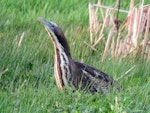 Australasian bittern | Matuku-hūrepo. Adult. Baylys Beach, Northland, August 2016. Image © Scott Brooks (ourspot) by Scott Brooks.