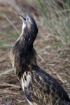 Australasian bittern | Matuku-hūrepo. Adult. Foxton Beach, April 2017. Image © imogenwarrenphotography.net by Imogen Warren.