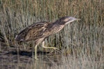 Australasian bittern | Matuku-hūrepo. Adult walking. Foxton Beach, April 2017. Image © imogenwarrenphotography.net by Imogen Warren.