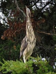 Australasian bittern | Matuku-hūrepo. Adult roosting in totara. Ngunguru wetland, February 2019. Image © Scott Brooks (ourspot) by Scott Brooks.