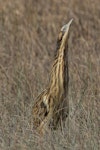 Australasian bittern | Matuku-hūrepo. Adult bird in stationery watching pose. Foxton Beach, April 2017. Image © imogenwarrenphotography.net by Imogen Warren.