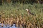 Australasian bittern | Matuku-hūrepo. Adult stalking fish in lake fringe vegetation. Waitangi wetland, Napier, April 2015. Image © Adam Clarke by Adam Clarke.