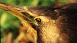 Australasian bittern | Matuku-hūrepo. Adult (captivity). Bird Rescue Wanganui, May 1997. Image © Ormond Torr by Ormond Torr.