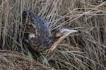 Australasian bittern | Matuku-hūrepo. Adult preparing to fly. Foxton Beach, April 2017. Image © imogenwarrenphotography.net by Imogen Warren.