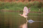 Australasian bittern | Matuku-hūrepo. Adult taking flight across water. Horseshoe Wetlands, Hawke's Bay, March 2016. Image © Adam Clarke by Adam Clarke.