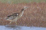 Australasian bittern | Matuku-hūrepo. Adult hunting. Pukorokoro/Miranda, August 2022. Image © Tony Whitehead by Tony Whitehead.